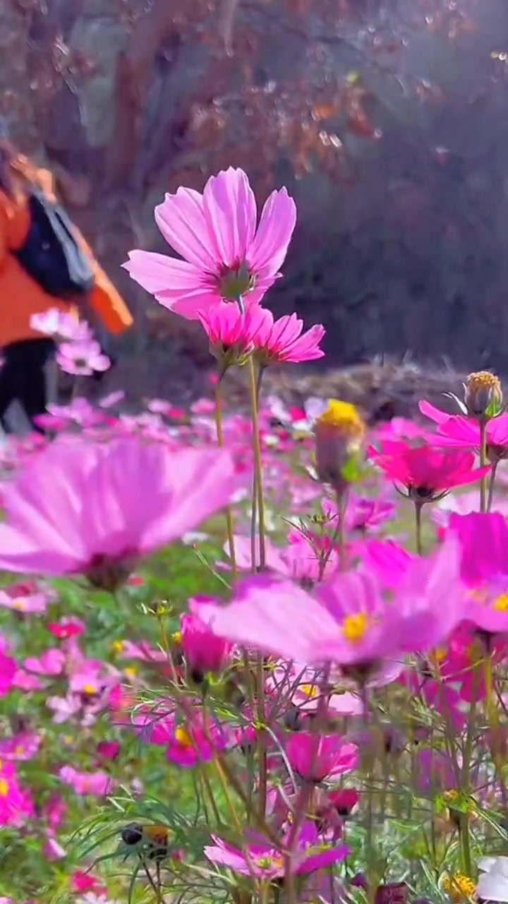 Beautiful Flowers 🌹🌺