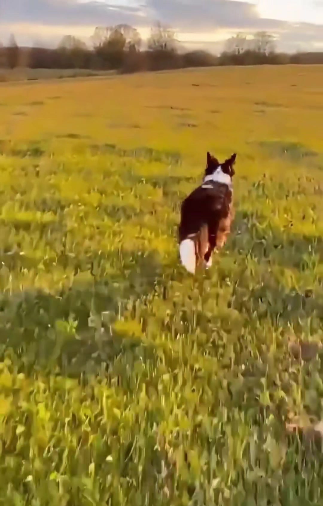 THE GOOD DOG