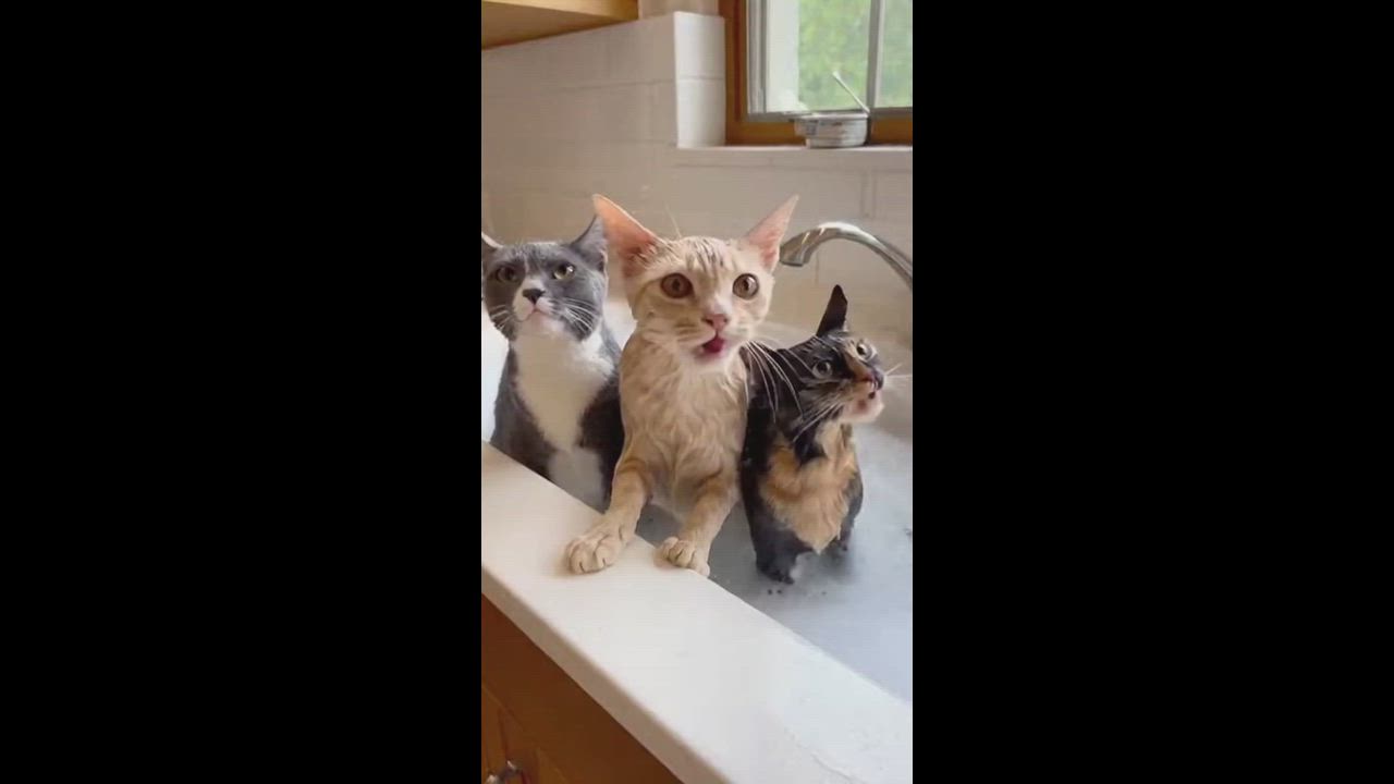 Cat meow meow song