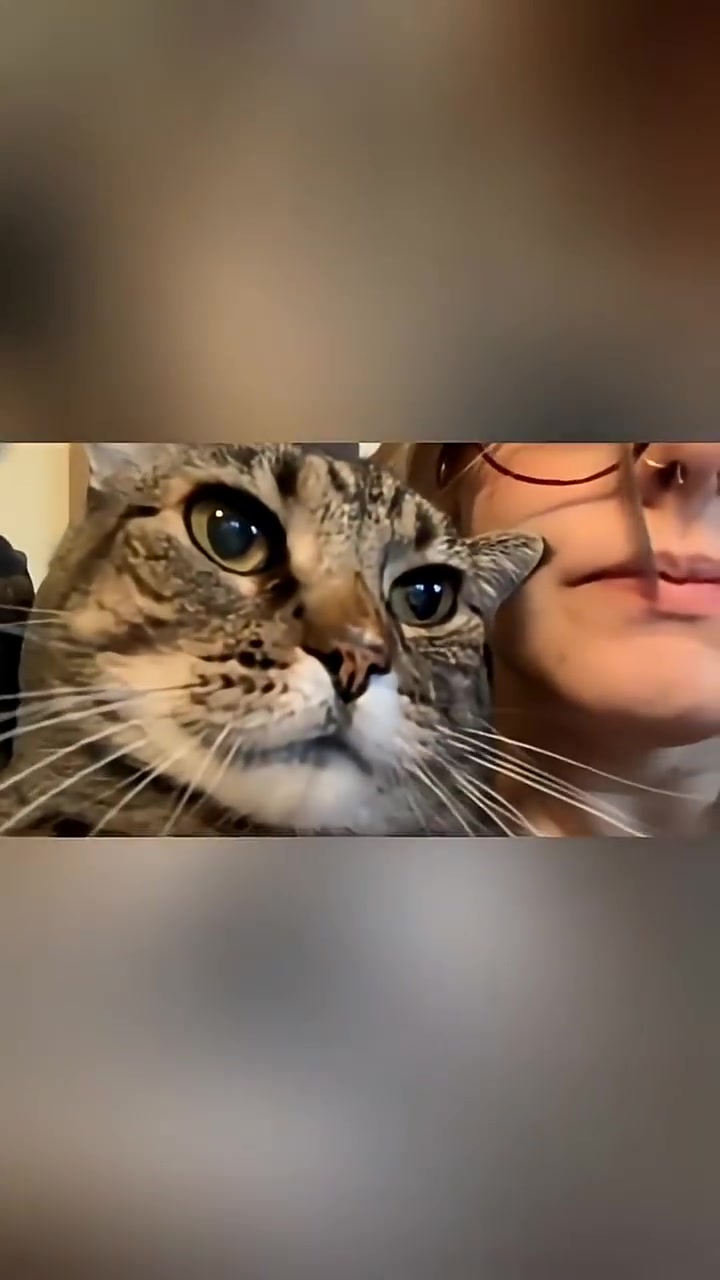Funny cats 🐈 part2